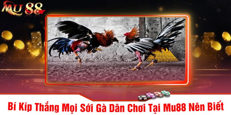 Bí Kíp Thắng Mọi Sới Gà Dân Chơi Tại Mu88 Nên Biết