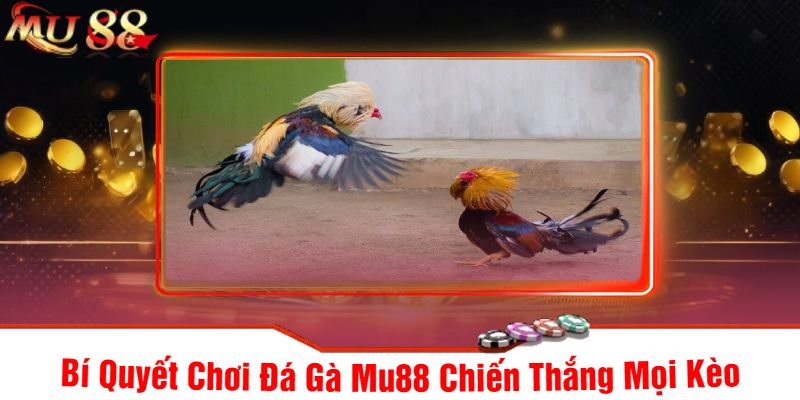 Bí Quyết Chơi Đá Gà Mu88 Chiến Thắng Mọi Kèo