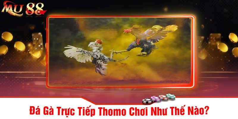 Đá Gà Trực Tiếp Thomo Chơi Như Thế Nào?