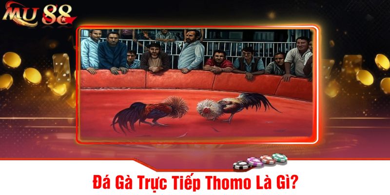 Đá Gà Trực Tiếp Thomo Là Gì?