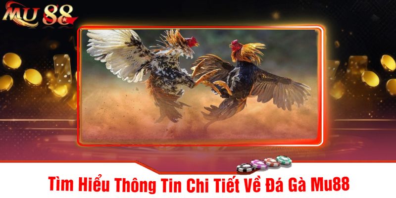 Tìm Hiểu Thông Tin Chi Tiết Về Đá Gà Mu88